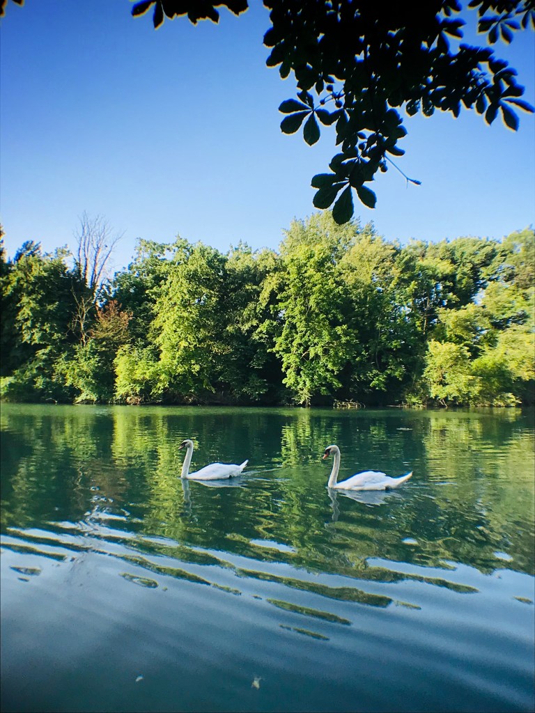 Des cygnes sur la Marne à Saint-Maur-des-Fossés, dans le Val-de-Marne.