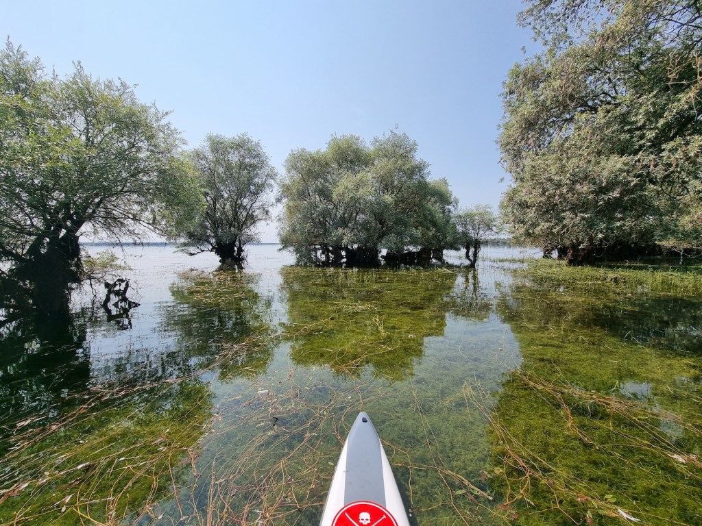 Paddle sur le lac de la forêt d'Orient, près de Troyes